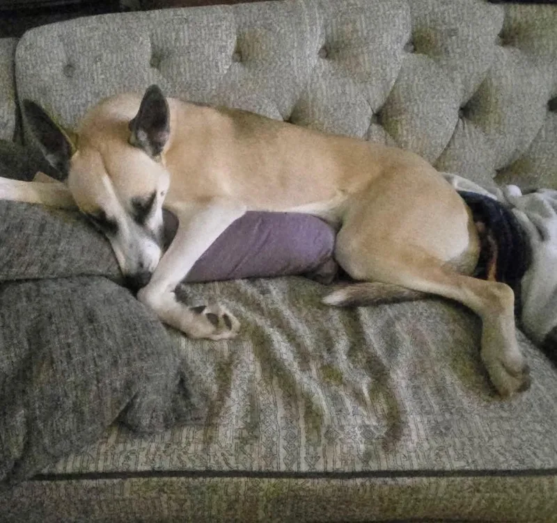 A young medium-sized male Apricot / Beige Husky dog named Remus for adoption in York, PA