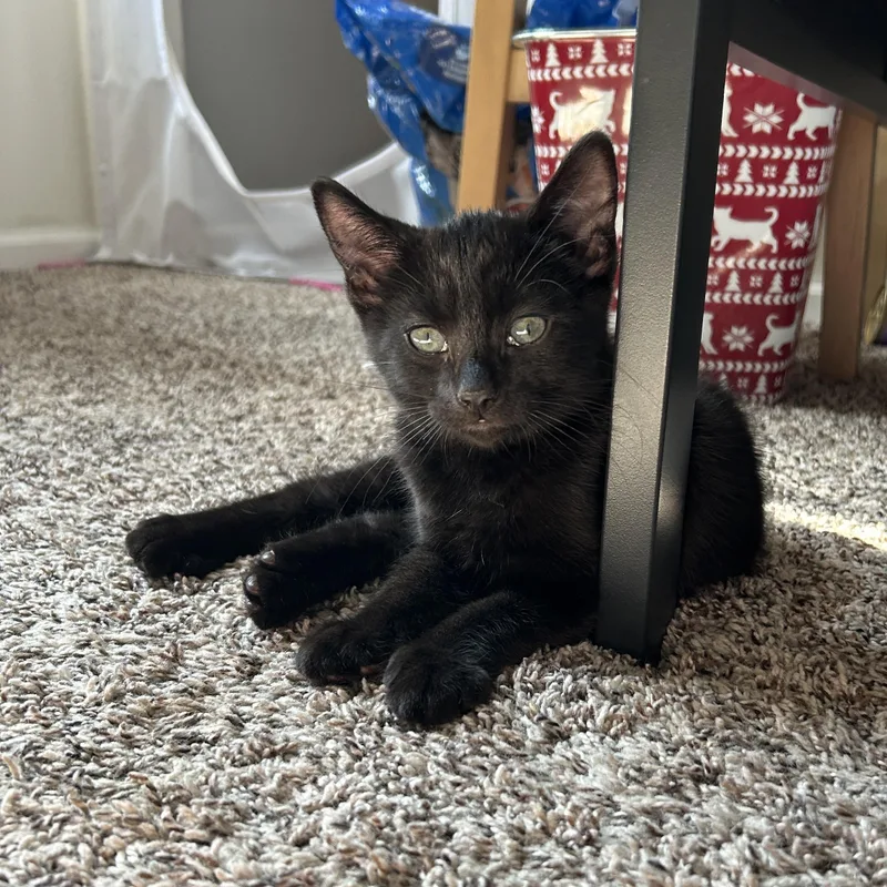 A baby medium-sized male Black Domestic Short Hair cat named Squall for adoption in Joliet, IL