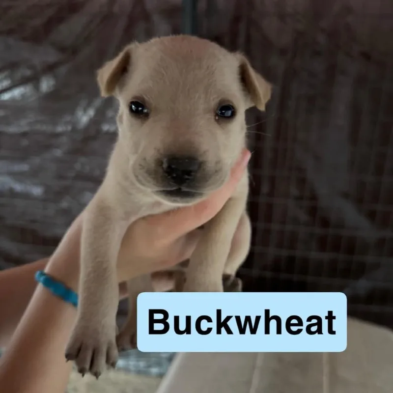 A baby small-sized male Labrador Retriever dog named Buckwheat for adoption in Pearsall, TX
