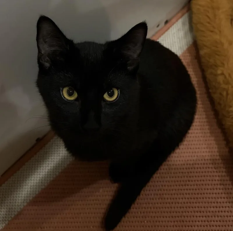 A baby small-sized male Domestic Short Hair cat named Rowan for adoption in Duxbury, MA