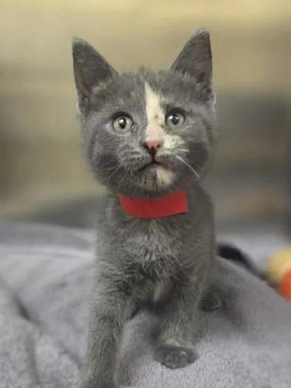 A baby small-sized female Domestic Short Hair cat named Minute Maid for adoption in Westland, MI