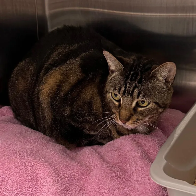 A senior extra large-sized male Brown / Chocolate Domestic Short Hair cat named Rocky for adoption in Clearwater, FL