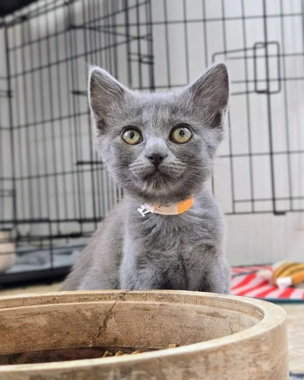 A baby small-sized female Domestic Short Hair cat named Melody for adoption in Vallejo, CA