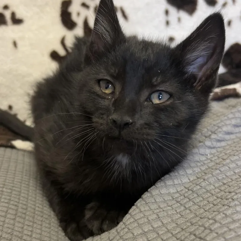 A baby small-sized male Black Domestic Short Hair cat named Sincere for adoption in Buffalo, MN