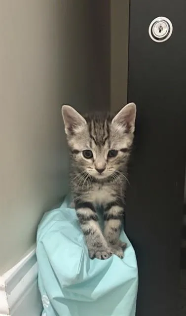A baby small-sized male Domestic Short Hair cat named Winston for adoption in Statesville, NC