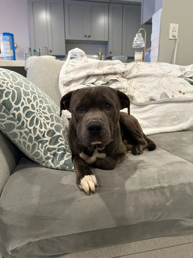 An adult medium-sized male Pit Bull Terrier dog named Petey for adoption in Roseville, CA