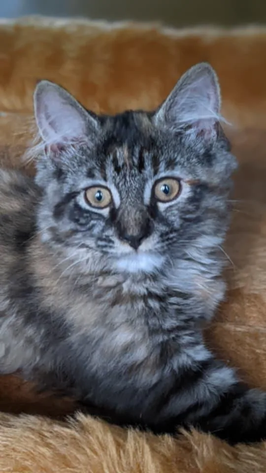 A young medium-sized female Tortoiseshell Domestic Medium Hair cat named BeBe for adoption in Spencer, NY