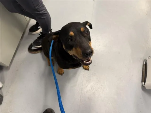 A young large-sized female Mixed Breed dog named Trinity for adoption in Santa Fe, NM