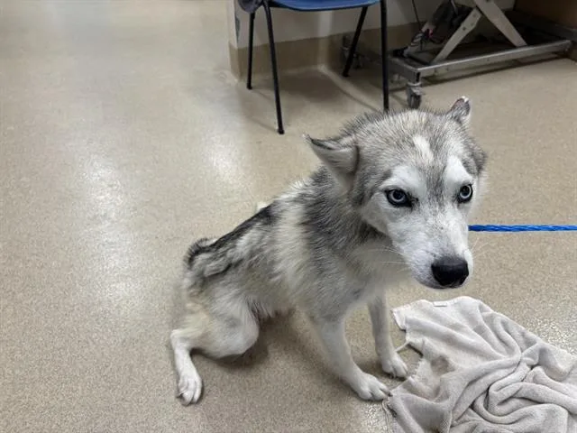An adult medium-sized female Siberian Husky dog named Ursa for adoption in Grand Prairie, TX