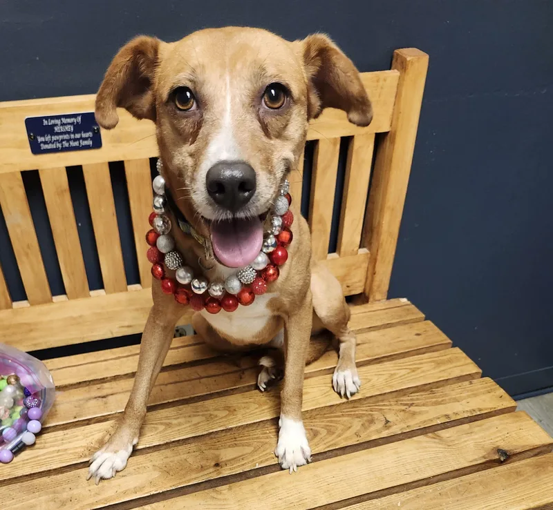 A young medium-sized female Yellow / Tan / Blond / Fawn Hound dog named Tumeric for adoption in Mansfield, OH
