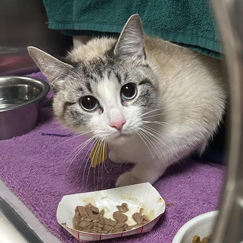 An adult medium-sized female White Domestic Short Hair cat named Snowball for adoption in Springfield, MA