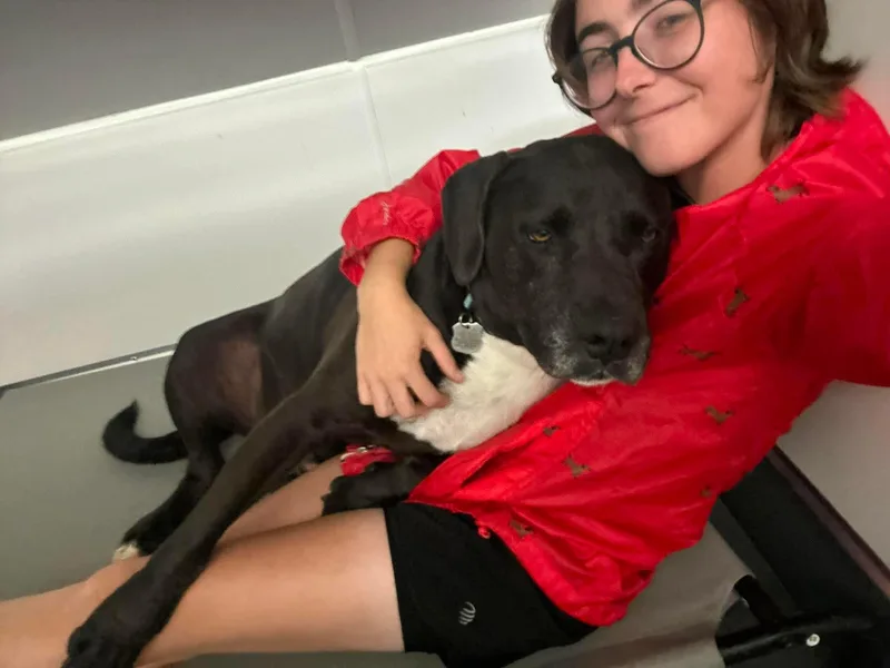 An adult large-sized male Black Mixed Breed dog named Rock for adoption in Stamford, CT