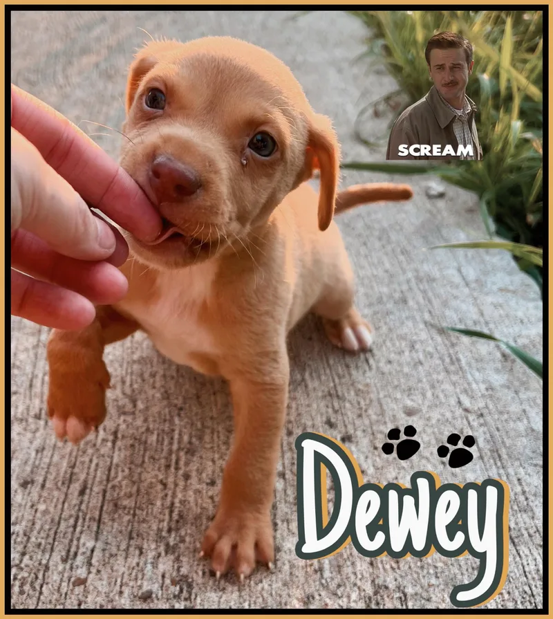Dewey