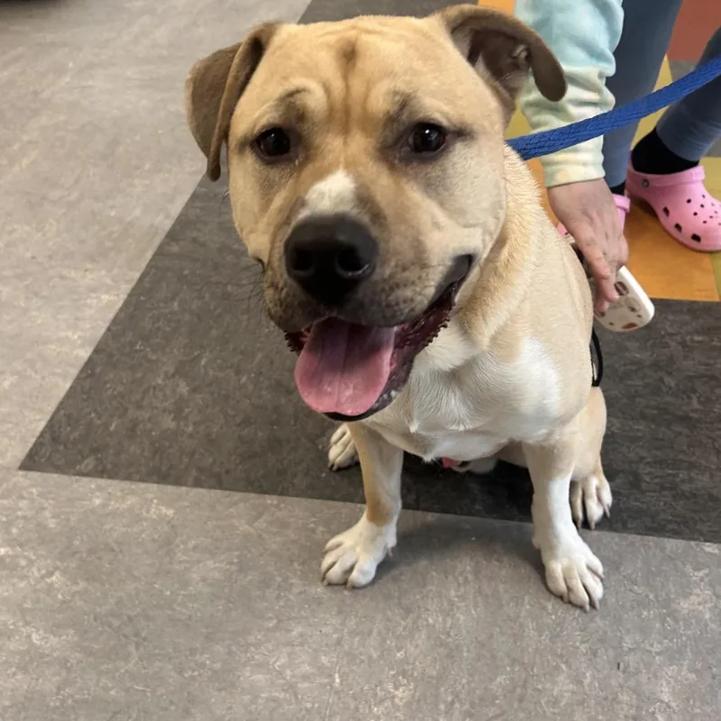 An adult large-sized male Yellow / Tan / Blond / Fawn Mixed Breed dog named Crouton for adoption in Philadelphia, PA