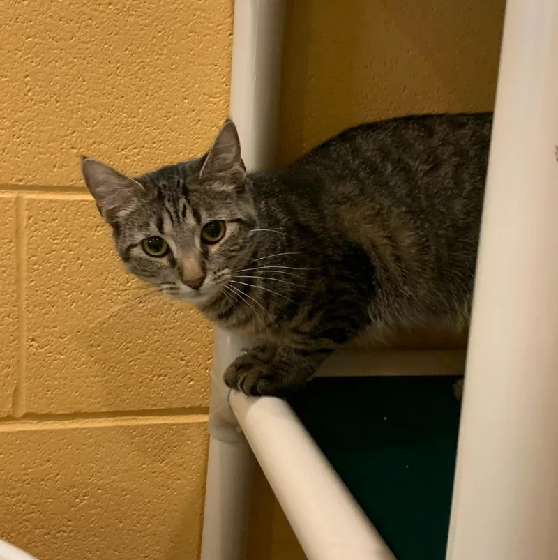 An adult medium-sized female Domestic Short Hair cat named Mishka for adoption in South Bend, IN