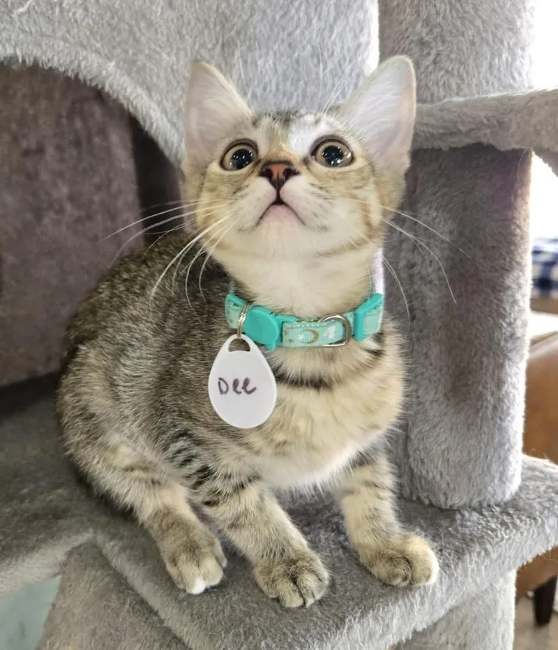 A baby small-sized female Tabby (Brown / Chocolate) Domestic Short Hair cat named Dee for adoption in tucson, AZ