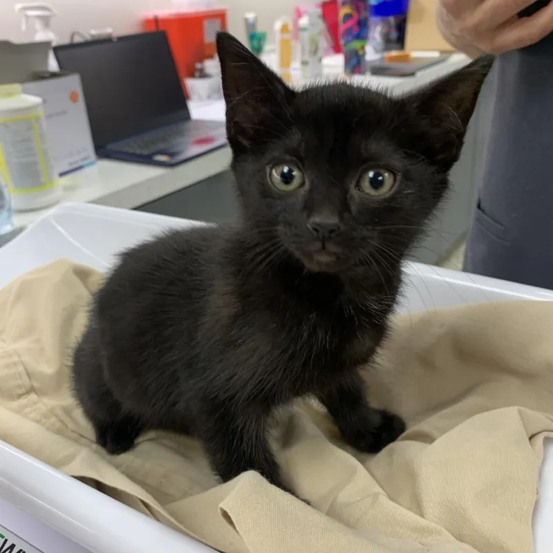 A baby small-sized female Black Domestic Short Hair cat named Jupiter for adoption in Morganton, NC