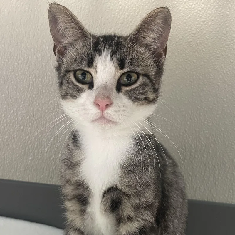A baby small-sized male Tabby (Gray / Blue / Silver) Domestic Short Hair cat named Finch for adoption in New Philadelphia, OH