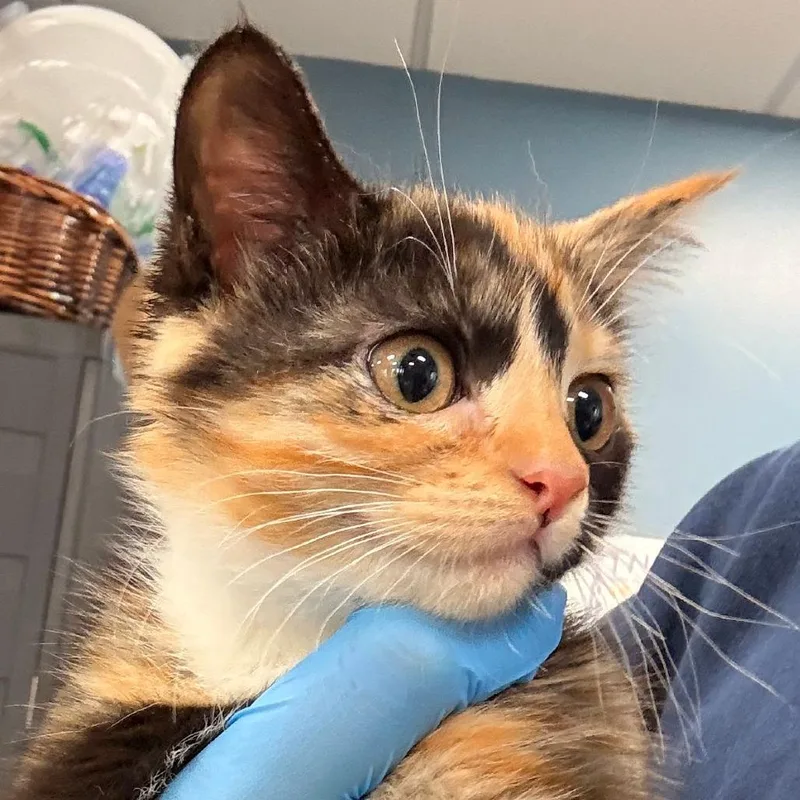 A baby small-sized female Calico Domestic Short Hair cat named Sandy Paws for adoption in Newark, NJ