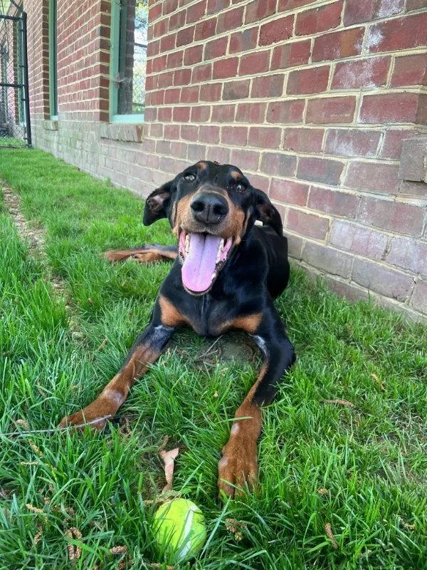 A young medium-sized female Doberman Pinscher dog named Penny Crosspost for adoption in Fairfax, VA
