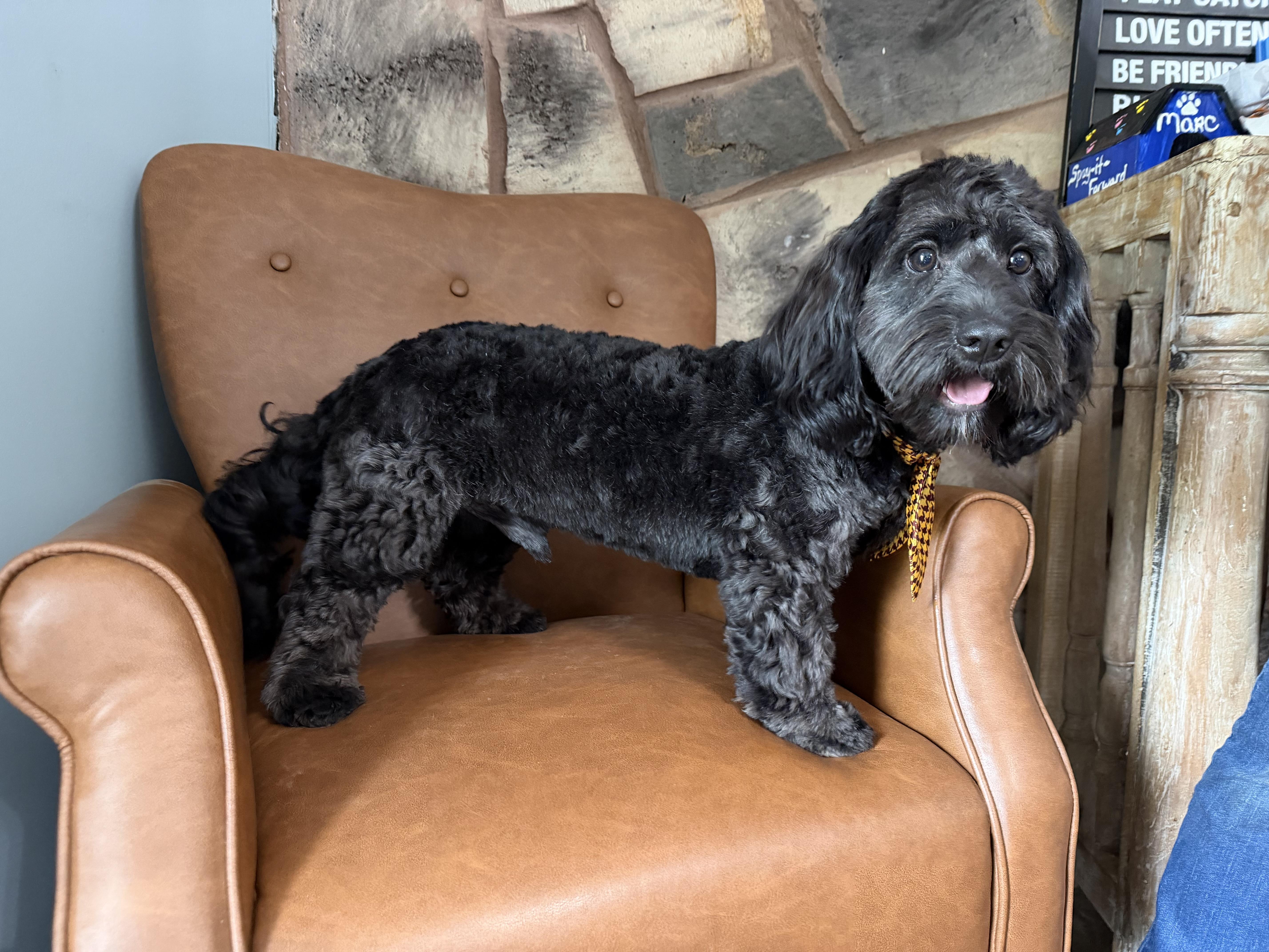 A young small-sized male Black Cavapoo dog named Ozzie for adoption in Sequatchie, TN