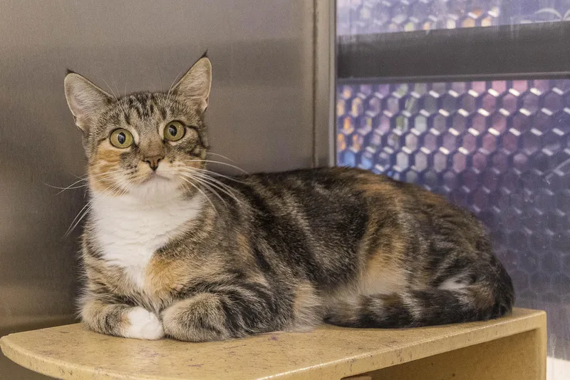 A baby medium-sized male Domestic Short Hair cat named Rio and Chance for adoption in Millville, UT
