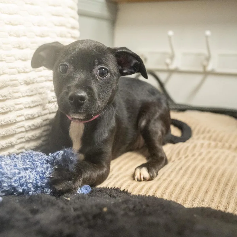 A baby small-sized female Terrier dog named Wisk for adoption in Pawling, NY