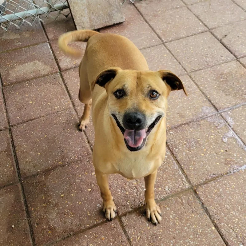 Scooby Doo thumbnail 2