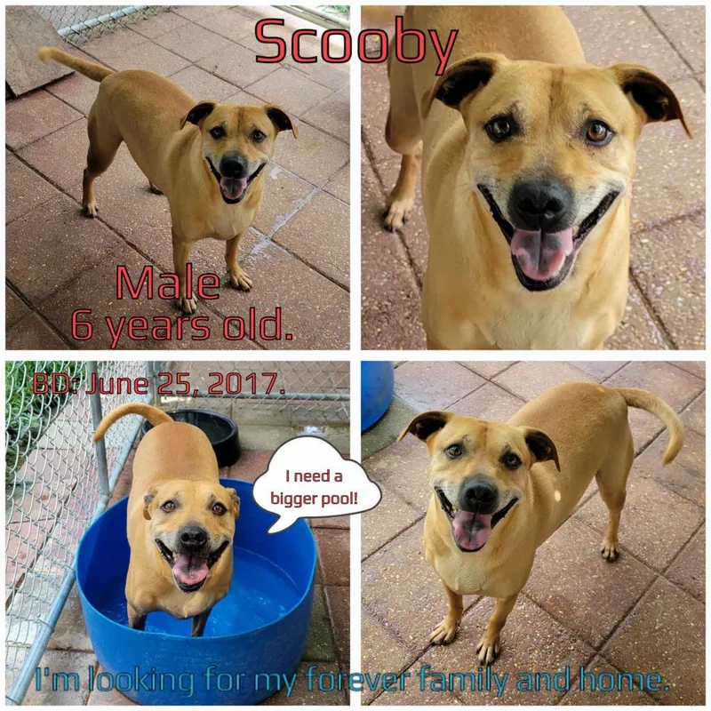 Scooby Doo thumbnail 3