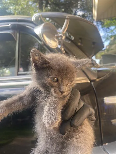 A baby small-sized female Domestic Short Hair cat named Dakota for adoption in Dallas, TX
