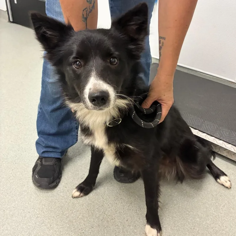 An adult medium-sized female Black Australian Shepherd dog named Coraline for adoption in Abilene, TX