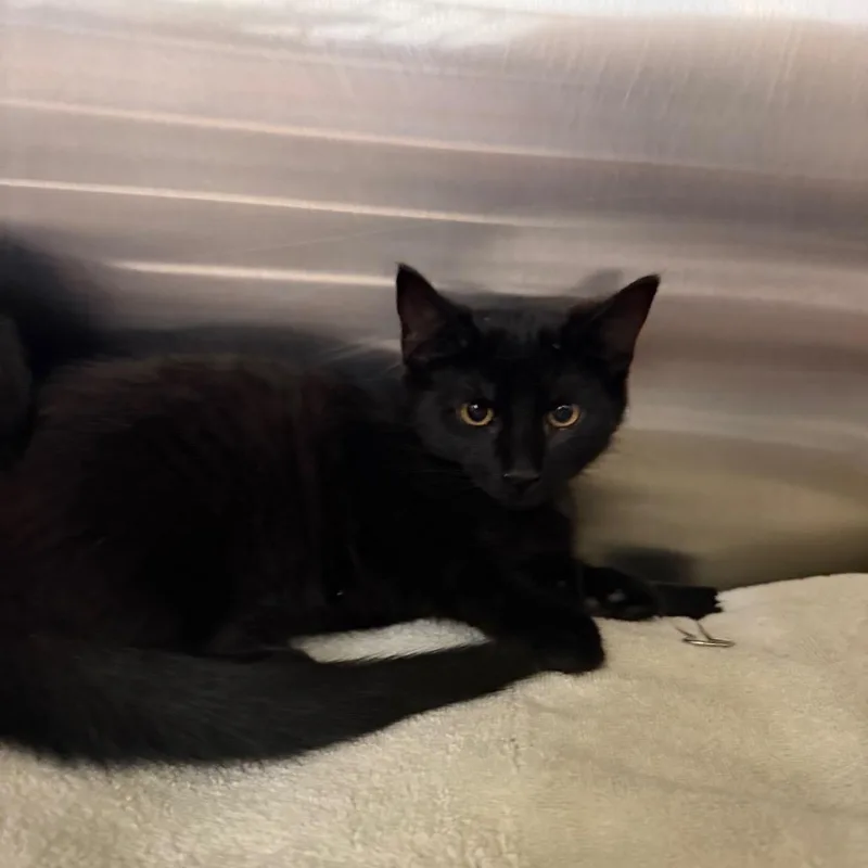 A baby small-sized female Black Domestic Short Hair cat named Barb for adoption in Hamburg, NY
