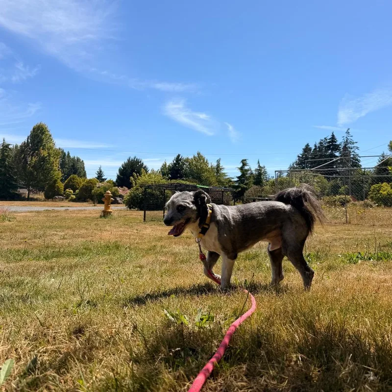 A senior medium-sized male Gray / Blue / Silver Schnauzer dog named Midnight for adoption in Port Angeles, WA