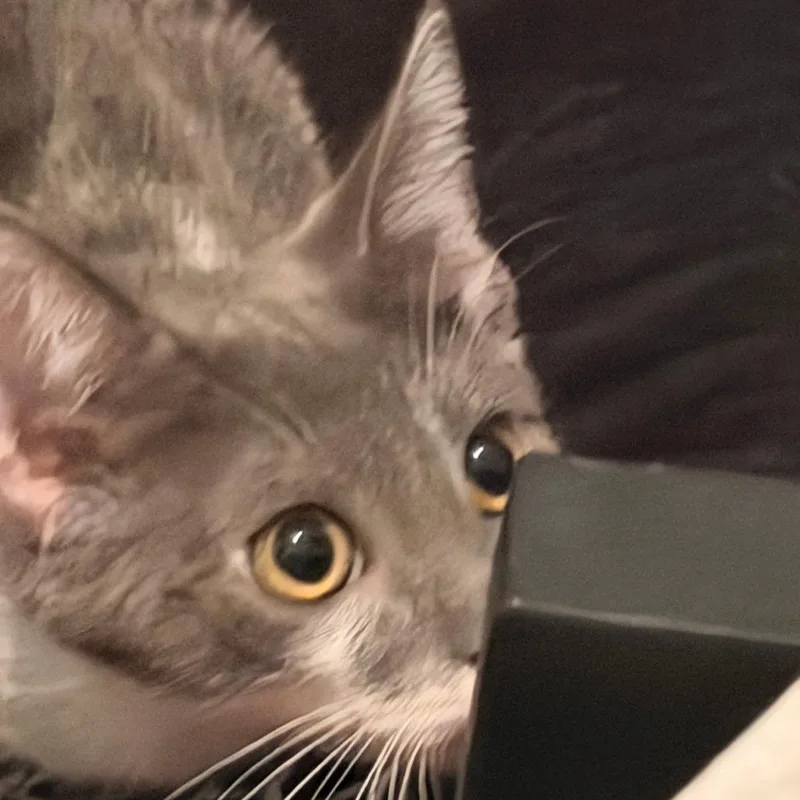 A baby small-sized female Gray / Blue / Silver Domestic Short Hair cat named Mochi for adoption in Los Angeles, CA