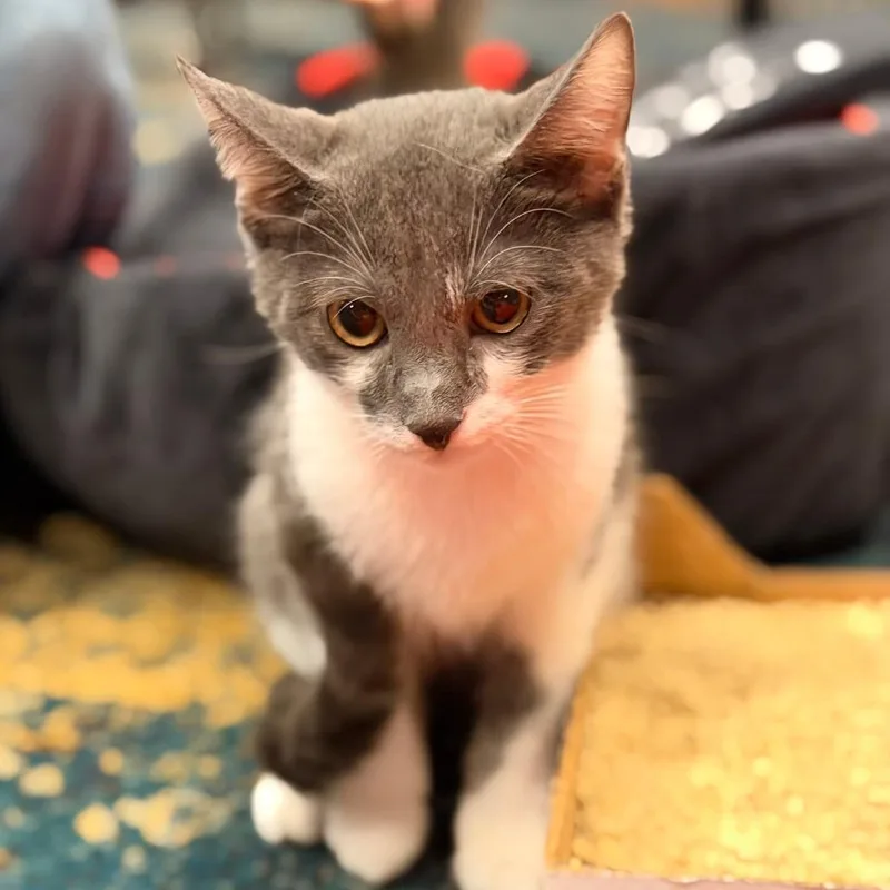 Mochi thumbnail 2
