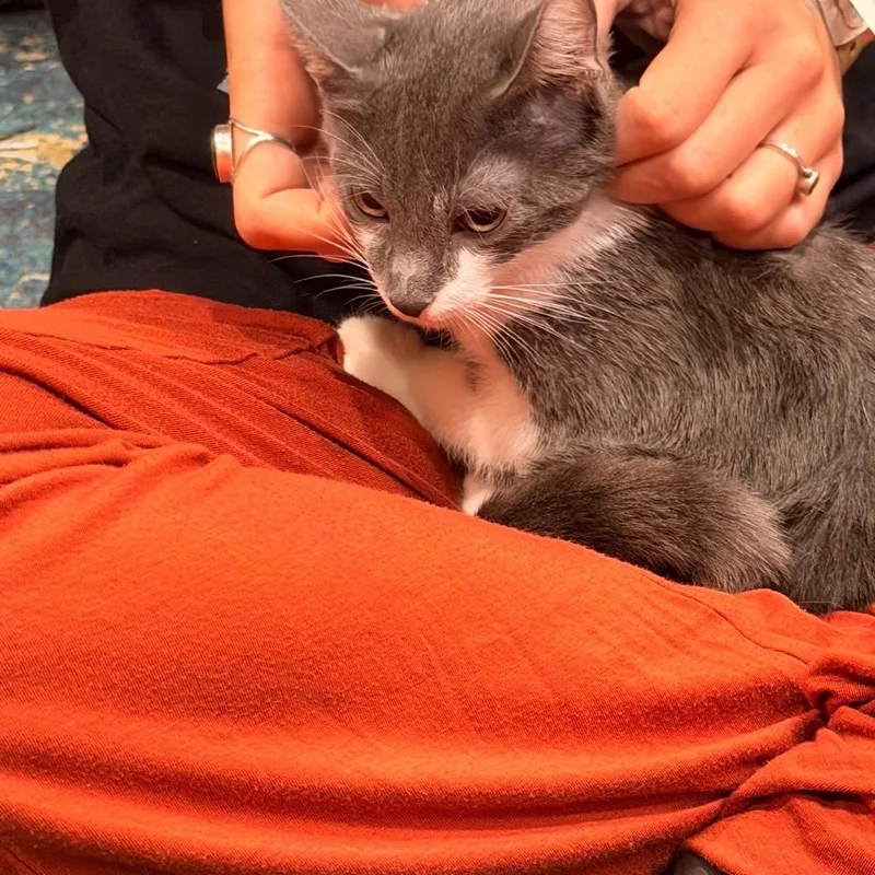 Mochi thumbnail 3