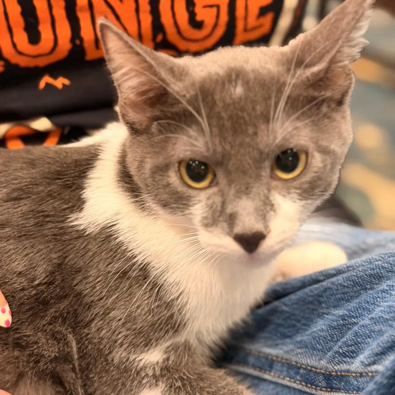 Mochi thumbnail 4