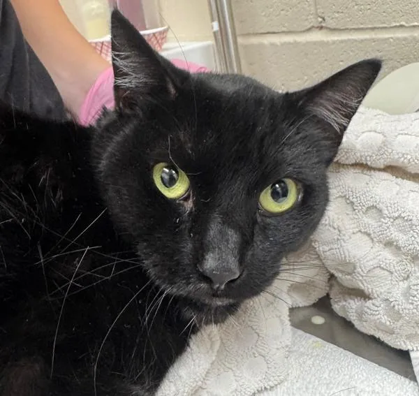 An adult medium-sized male Domestic Short Hair cat named Jag for adoption in El Cajon, CA