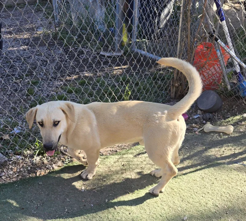An adult medium-sized male Yellow / Tan / Blond / Fawn Basset Hound dog named Peanut for adoption in Nogales, AZ