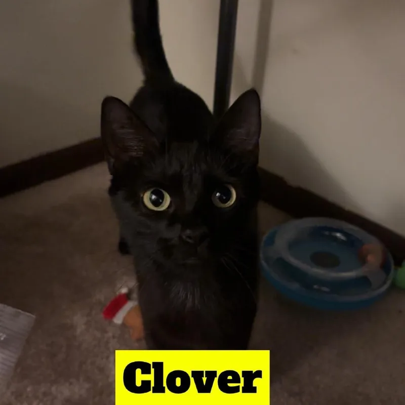 Clover