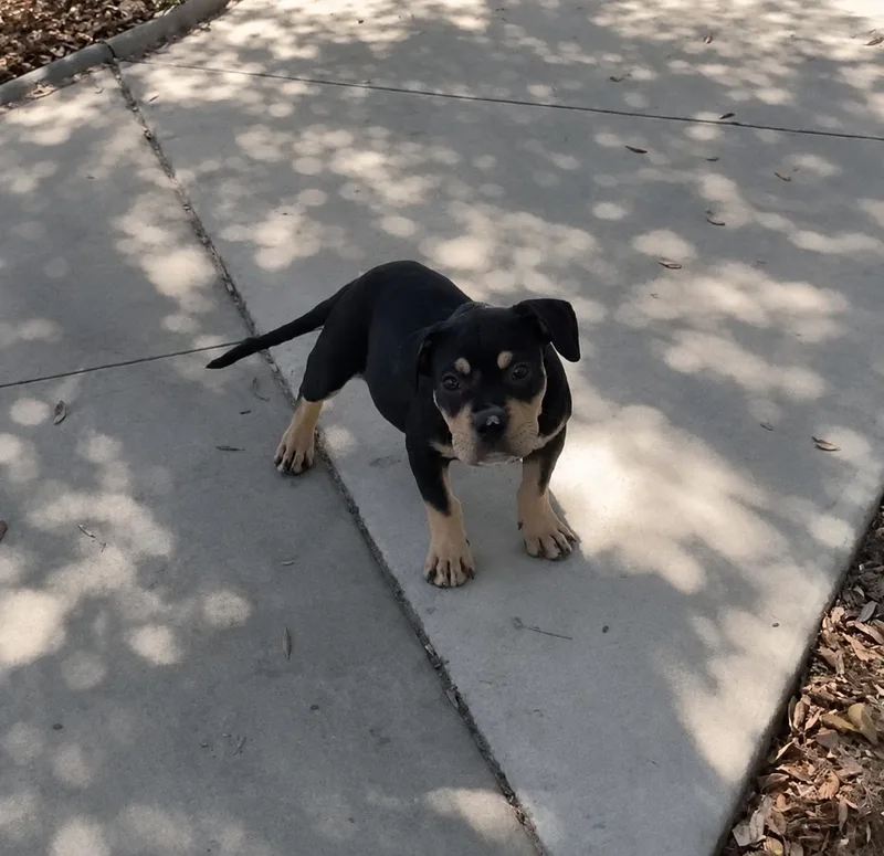 A baby medium-sized male French Bulldog dog named Dom for adoption in New Port Richey, FL