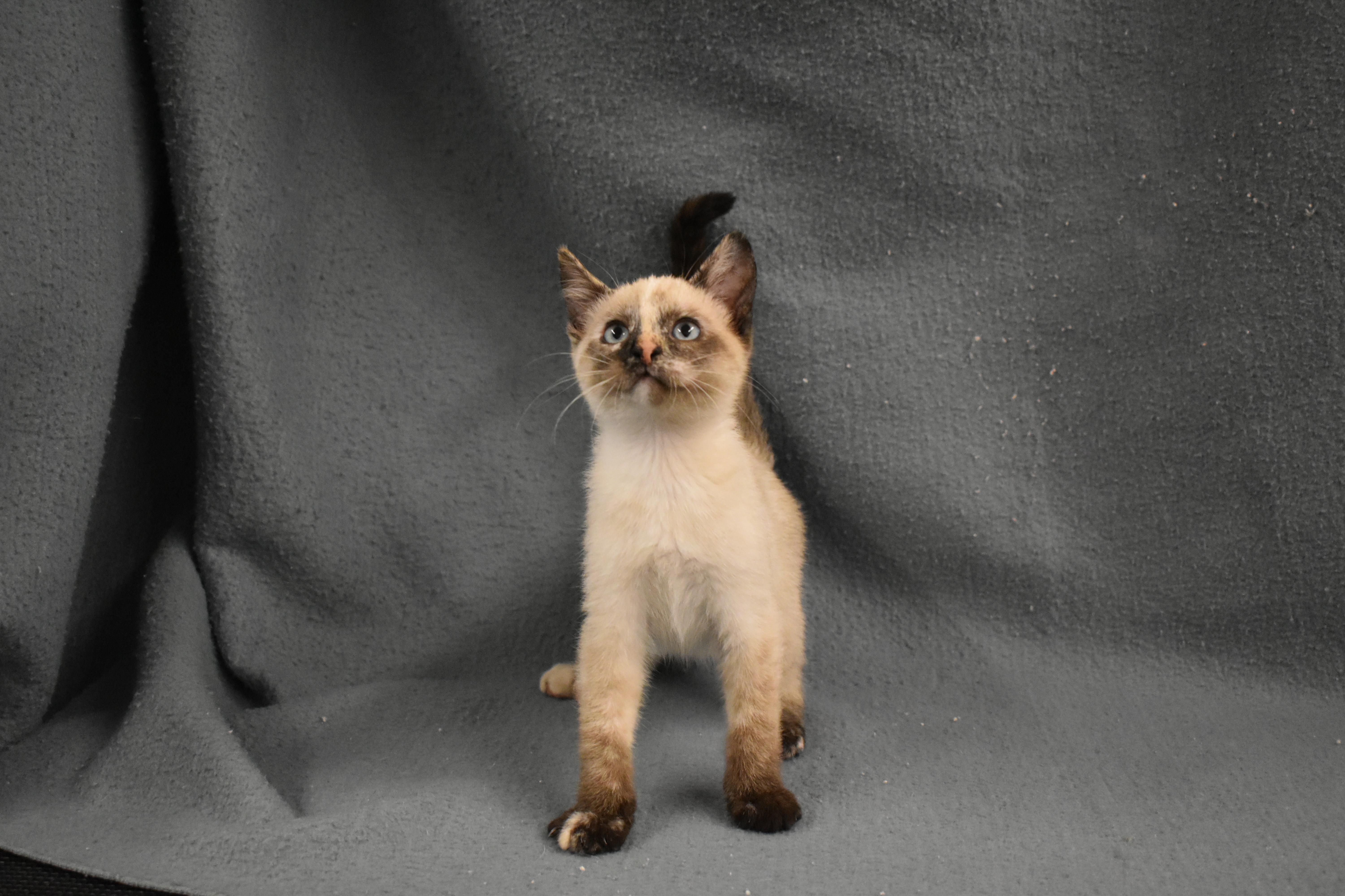 A baby medium-sized female Domestic Short Hair cat named Galadriel for adoption in Auburn, NE