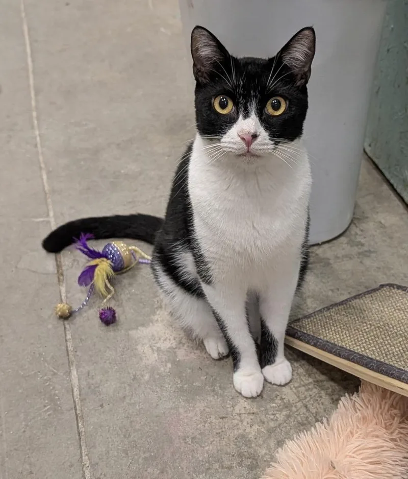 A young medium-sized male Domestic Short Hair cat named Jack for adoption in St. James City, FL