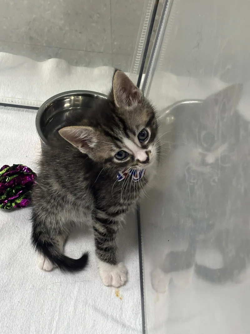 A baby large-sized male Domestic Short Hair cat named Newton for adoption in Oakboro , NC