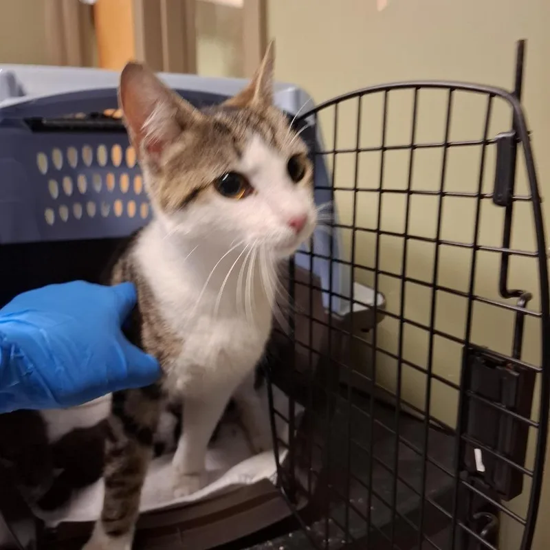 A young medium-sized female Brown / Chocolate Domestic Short Hair cat named Allie for adoption in Baltimore, MD