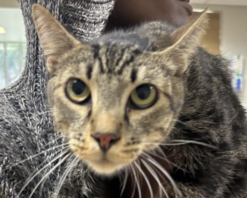 An adult medium-sized male Domestic Short Hair cat named Murphy for adoption in San Pedro, CA