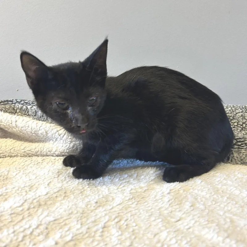 A baby small-sized female Black Domestic Short Hair cat named Guava for adoption in Long Beach, CA