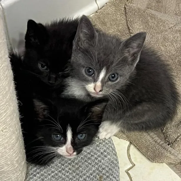 A baby small-sized male Gray / Blue / Silver Domestic Short Hair cat named Tim Tam for adoption in Columbus, GA