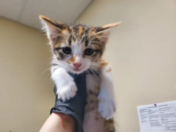 A baby small-sized female Domestic Short Hair cat named Marguerite for adoption in Oceanside, CA