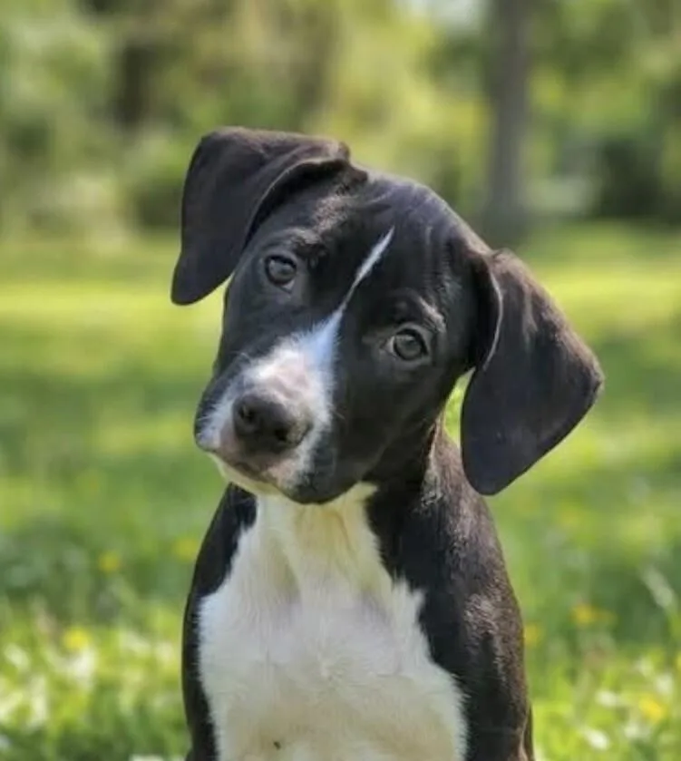 Pup Grapefruit